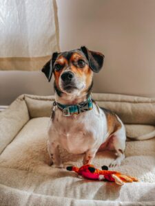 cute small dog in dog bed with toy 