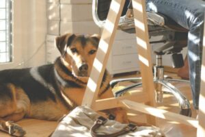 Returning to Work & Dog Separation Anxiety