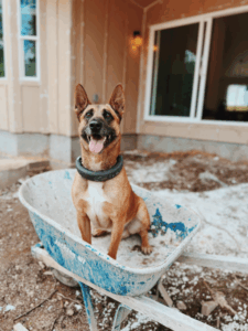 dog with halo wireless dog fence collar at construction site