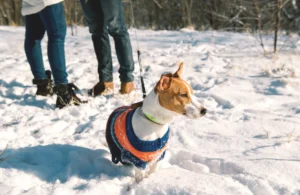 12 Adorable Dog Sweaters to Keep Your Pet Toasty This Winter