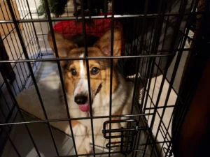 Essential Tips for Crate Training a Puppy