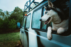 The Best Dog-Friendly Vacations to Take in the USA