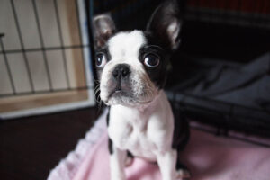 8 Dog Crate Furniture Ideas That Work Well in Any Home