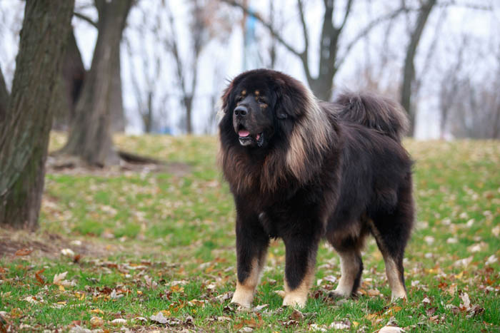 Tibetan Mastiff dog standing on the Autumn leaves