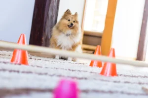 How to Create an Indoor Dog Agility Course at Home