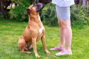 The Importance of Teaching Your Dog to Sit and How to Do It