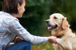 Tricks to Teach Your Dog for Better Behavior