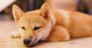 How to Teach Your Dog to Lie Down in 6 Easy Steps