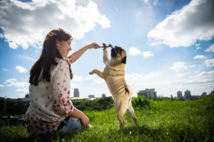 Types of Dog Collars: From Training Collars to GPS Smart Collars