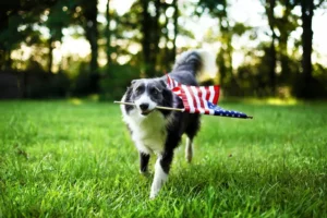 4th of July Dog Safety Tips
