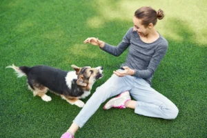 The 5 Benefits of an Wireless Dog Fence for Your Puppy