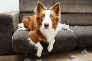 Common Dog Behavior Problems and How to Fix Them, According to Cesar Millan