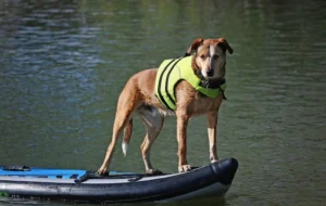 The Importance of Life Jackets for Dogs: Keeping Your Pup Safe in the Water