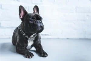 Common Health Issues That Can Impact French Bulldog Life Span