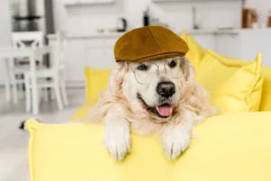 The Best Gifts for Dog Lovers