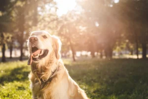 10 Tips to Keeping Your Dog Cool in the Summer Heat