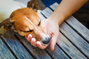 How to Spot Signs of Puppy Sickness: When to Seek Veterinary Care