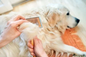 All About Golden Retriever Shedding: What to Expect
