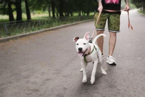 Leash Training a Puppy: A Simple Guide to Loose Leash Walking