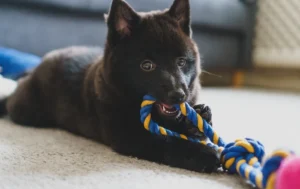 The Best Puppy Teething Toys