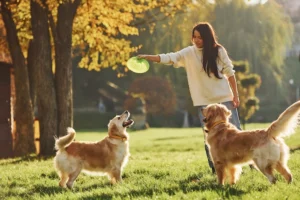 How Does an Underground Fence for Dogs Work?