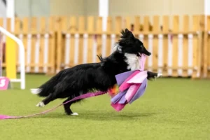 The Benefits of Agility Training for Dogs