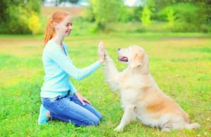 Training Made Simple: The Easiest Dog Breeds to Train