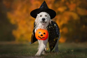The 10 Best Halloween Costumes for Any Dog