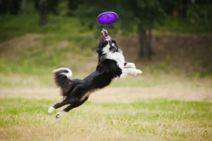 How GPS-Based Virtual Dog Fences are Redefining Pet Safety