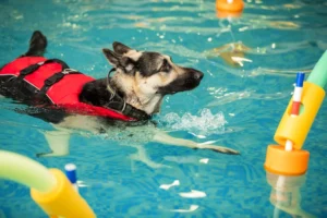 The Benefits of Hydrotherapy for Dogs