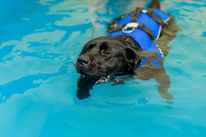 Labrador undergoing a hydrotherapy