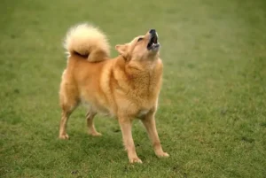 How to Train Your Dog to Stop Barking