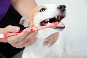 Tips and Tricks to Keeping Your Dog’s Teeth and Gums Healthy