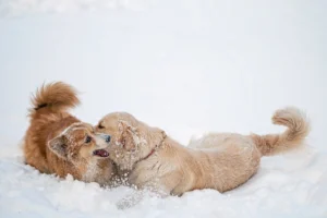 Winter-Ready Pet Containment: Why Wireless GPS Fences Are the Solution