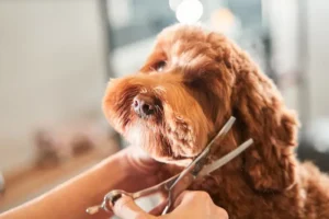 Grooming Your Dog: Tips for Maintaining Good Hygiene and Health