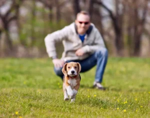 How Often Should You Be Walking a Puppy?