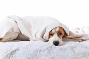 Tips for Cold Weather Canine Care