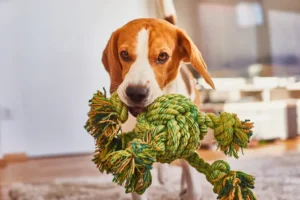 Indoor Exercise Ideas for Dogs: Keep Your Dog Active in the Cold