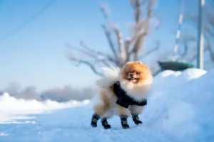 Winter-Ready Dog Gear
