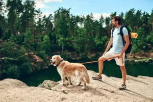 The Best Spring Activities for Dogs