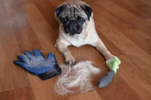 Understanding Dog Shedding: Causes and Types