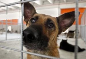 Understanding the Dog Adoption Process: A Step-by-Step Guide
