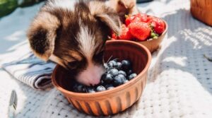 Can Dogs Eat Blueberries?