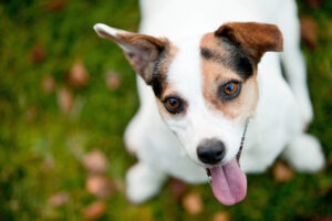 Through a Dog’s Eyes: Understanding Canine Color Perception