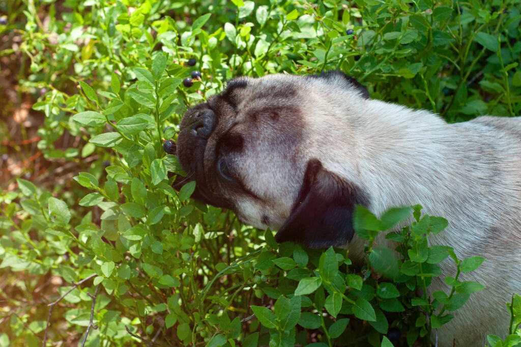 A pug dog tries to pick ripe blueberries in the forest