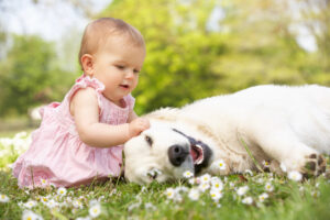 Which Dogs Are Best Suited for Warm Weather?