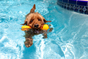 How to Cool a Dog Down: Summer Water Activities for Dogs