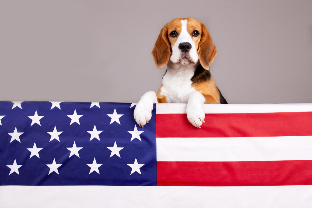 A Beagle, leaning against an American flag.