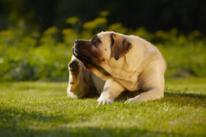 How to Treat Your Dog’s Ringworm Infection