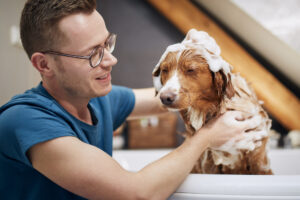 Choosing the Best Shampoo for Your Dogs